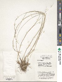 Poa nemoralis image