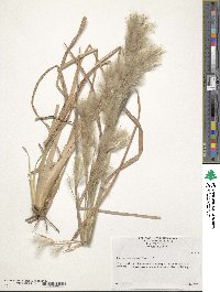 Andropogon glomeratus image