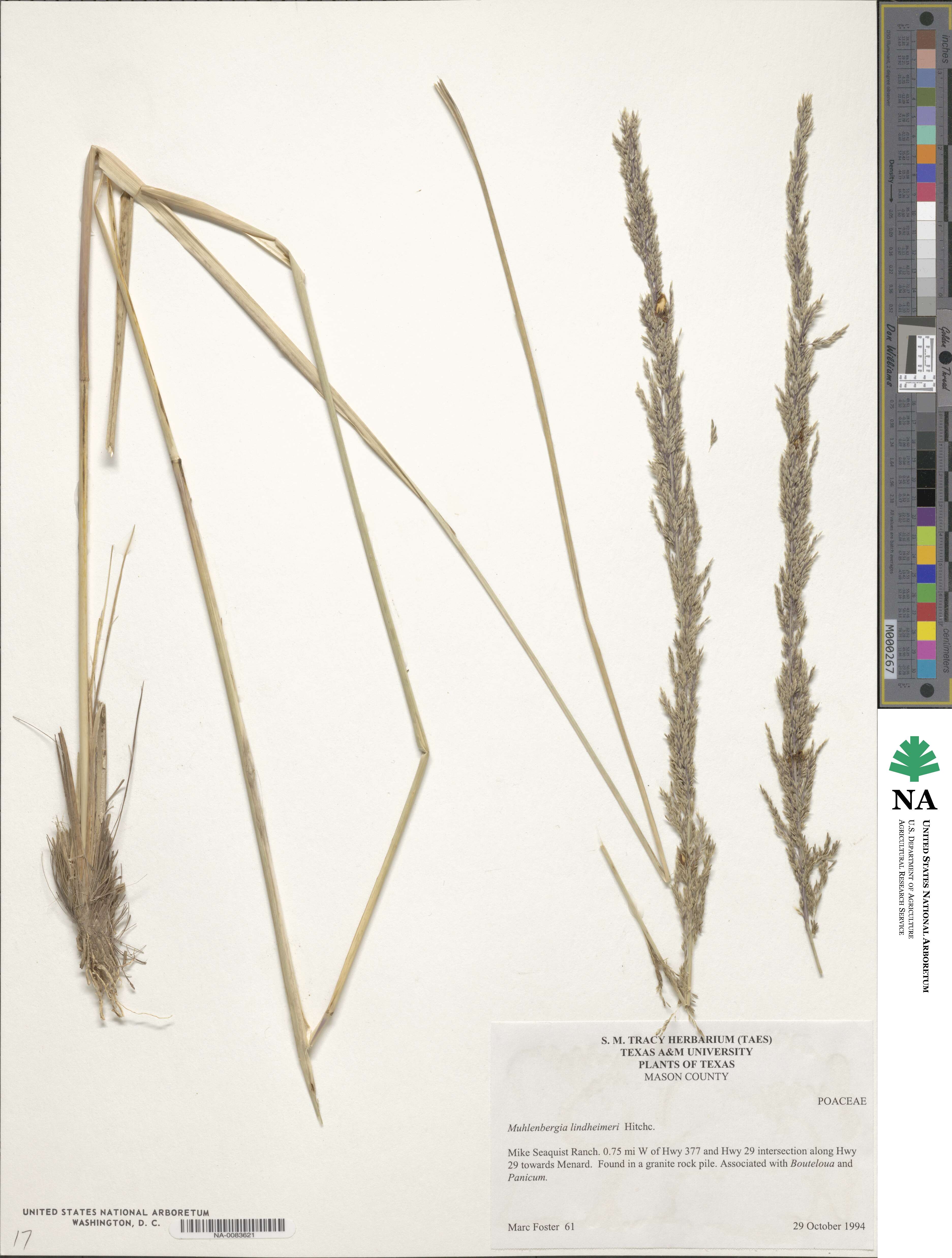 Muhlenbergia lindheimeri image