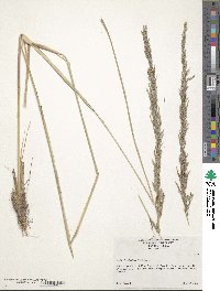 Muhlenbergia lindheimeri image