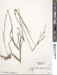 Leersia oryzoides image