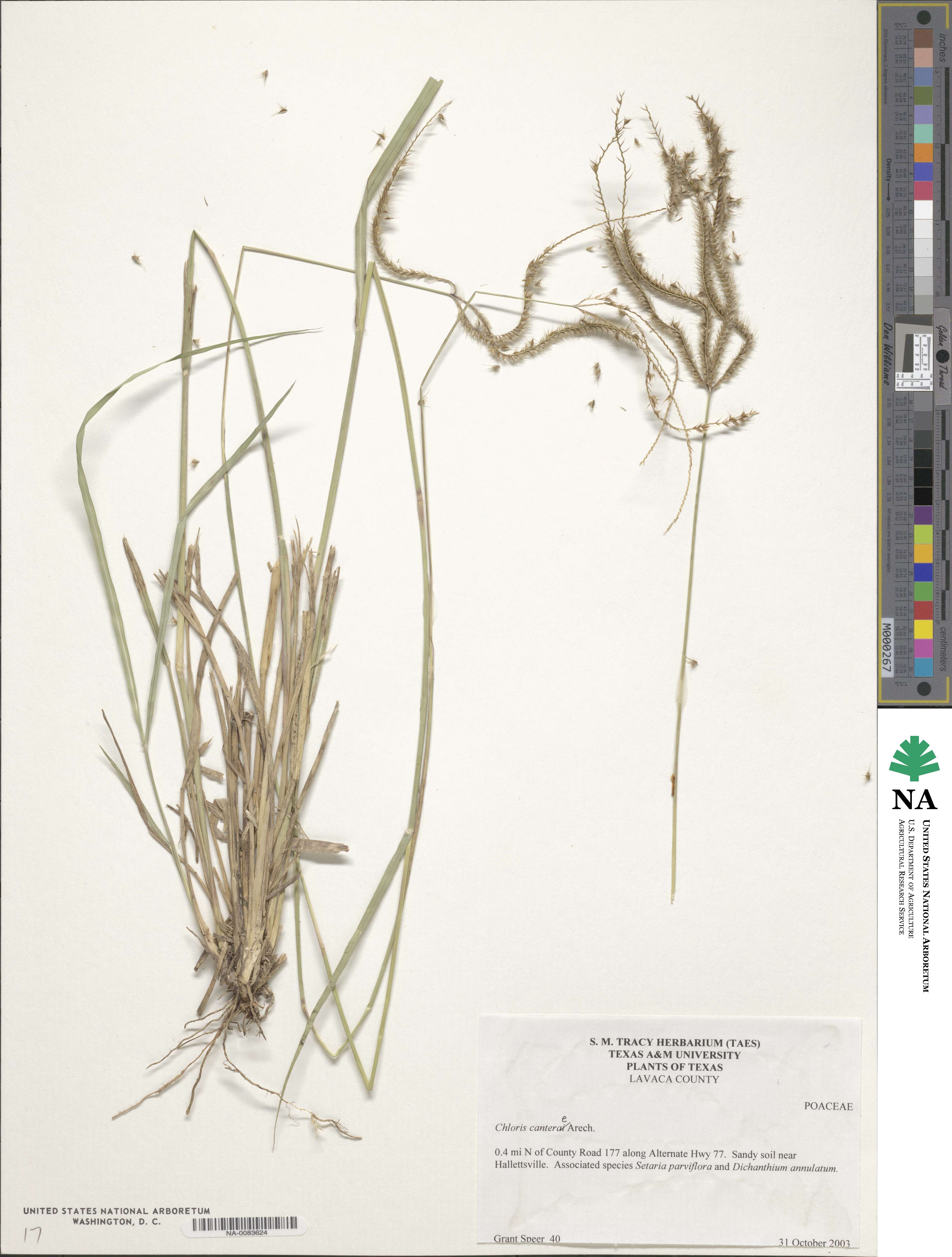 Stapfochloa canterae image