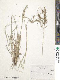 Stapfochloa canterae image