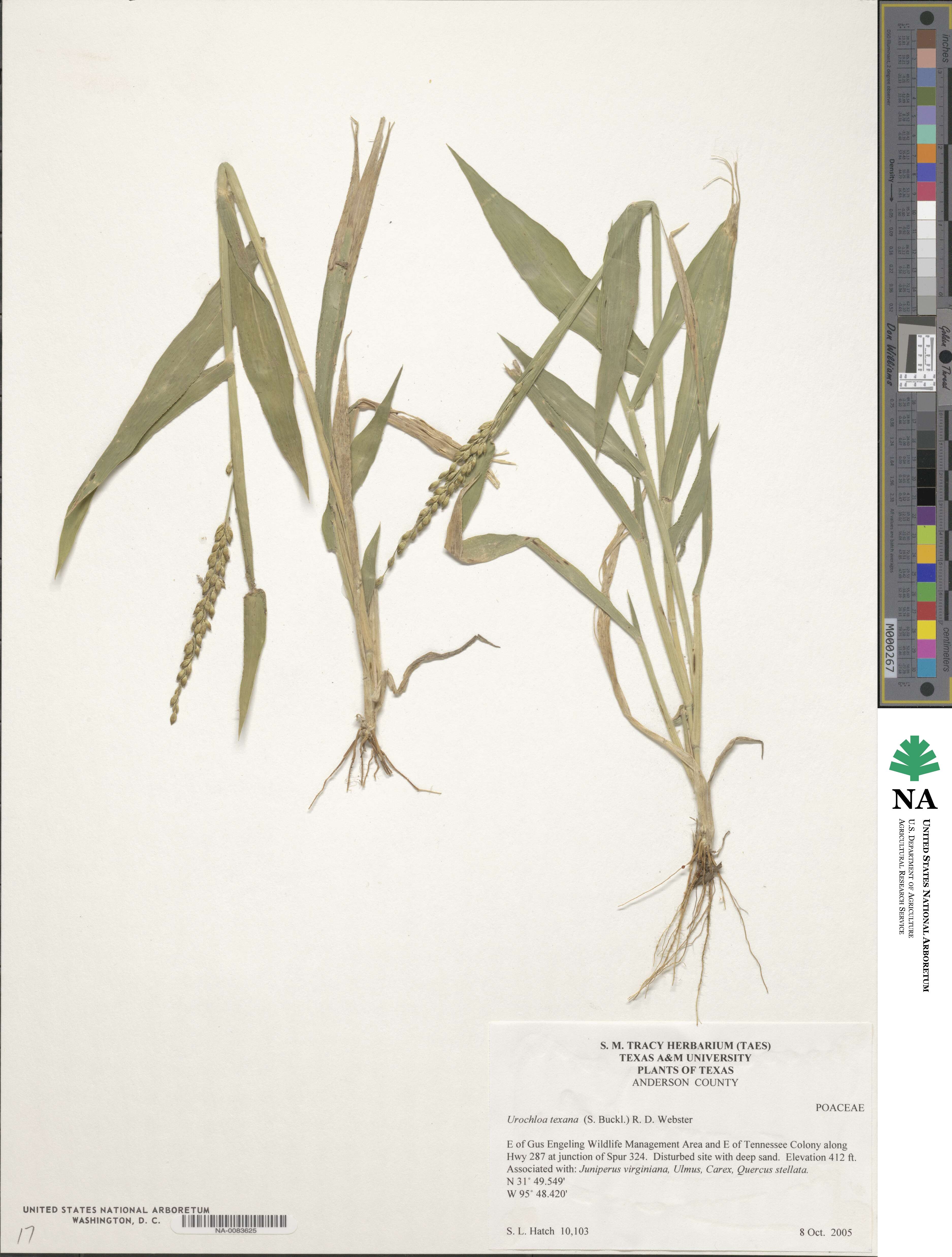 Urochloa texana image
