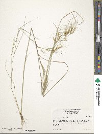 Aristida desmantha image