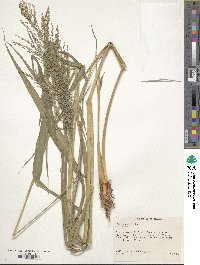 Panicum coloratum image