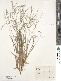 Digitaria eriantha image