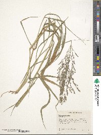 Panicum coloratum image