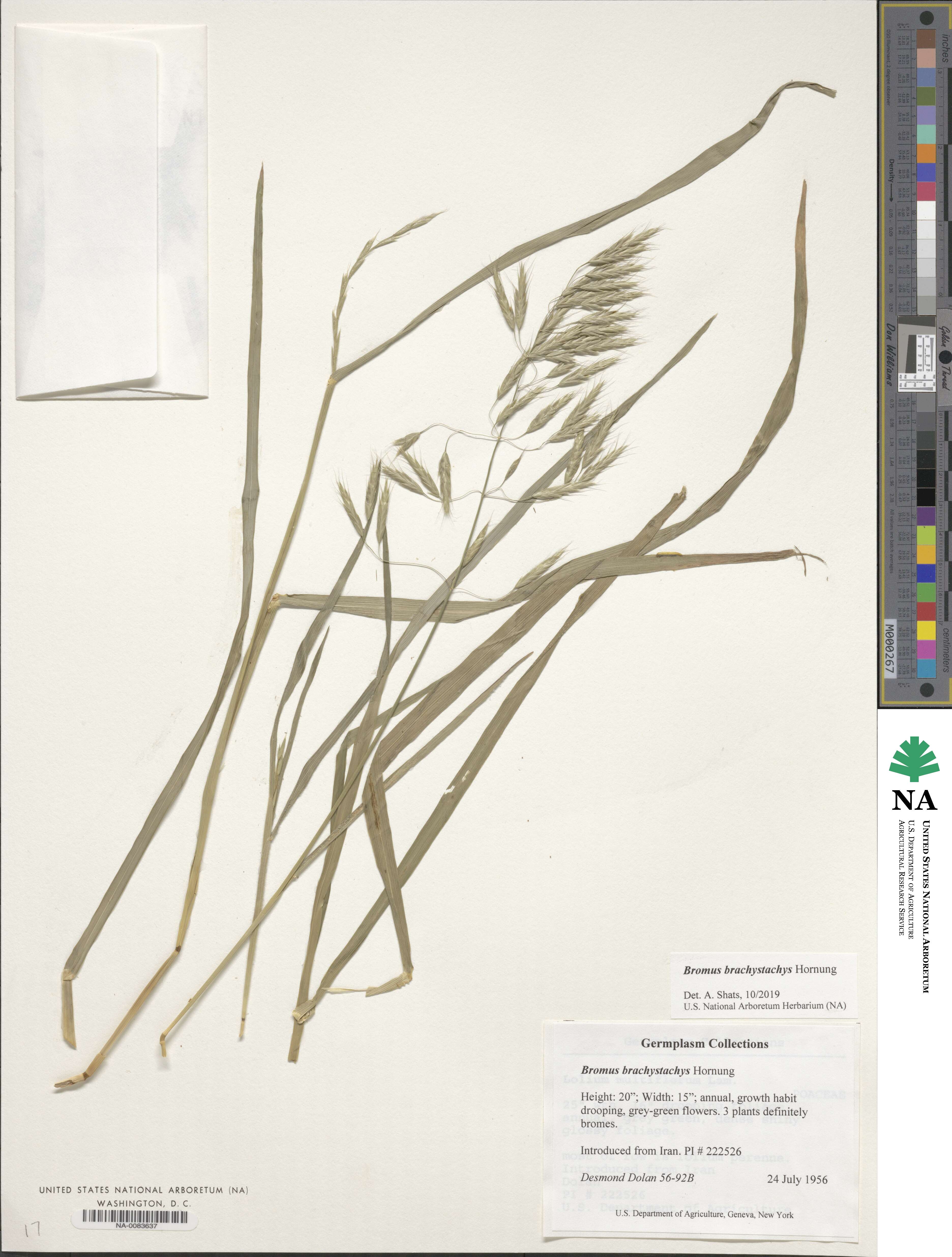 Bromus brachystachys image