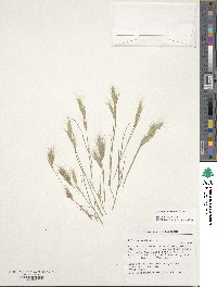 Bromus lanceolatus image