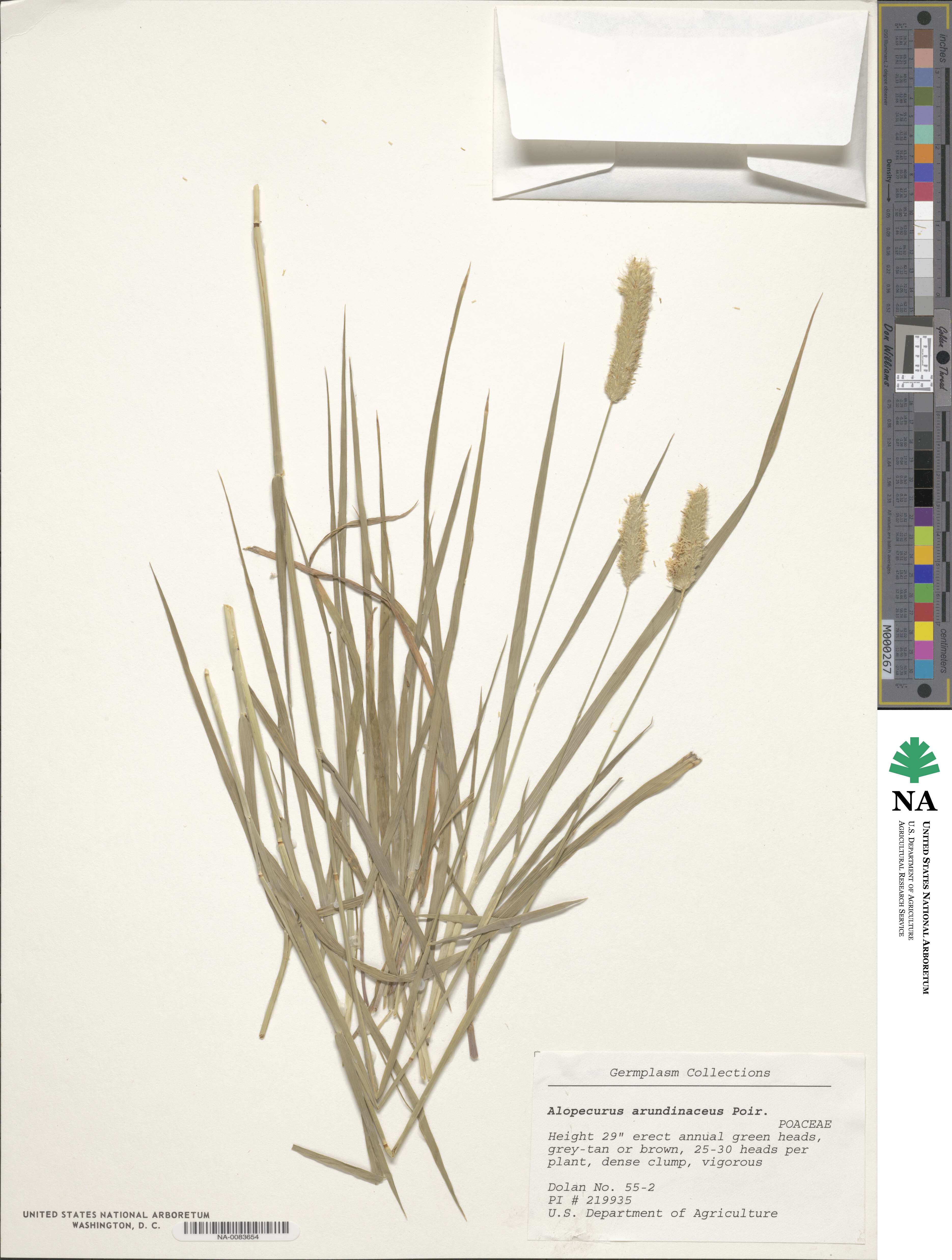 Alopecurus arundinaceus image
