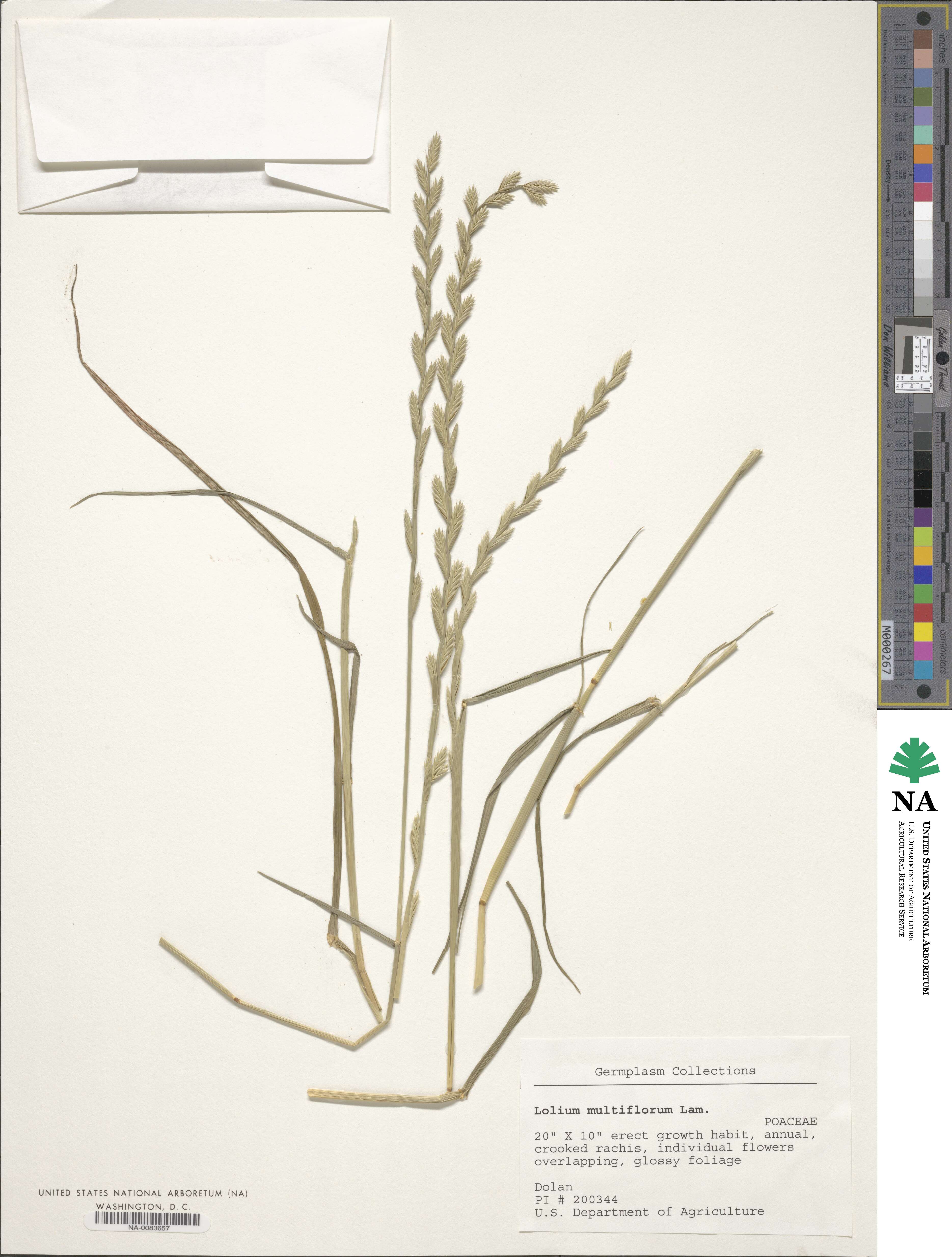 Lolium perenne image