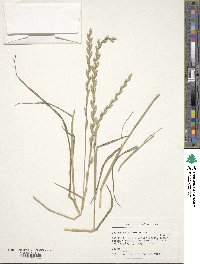 Lolium perenne image