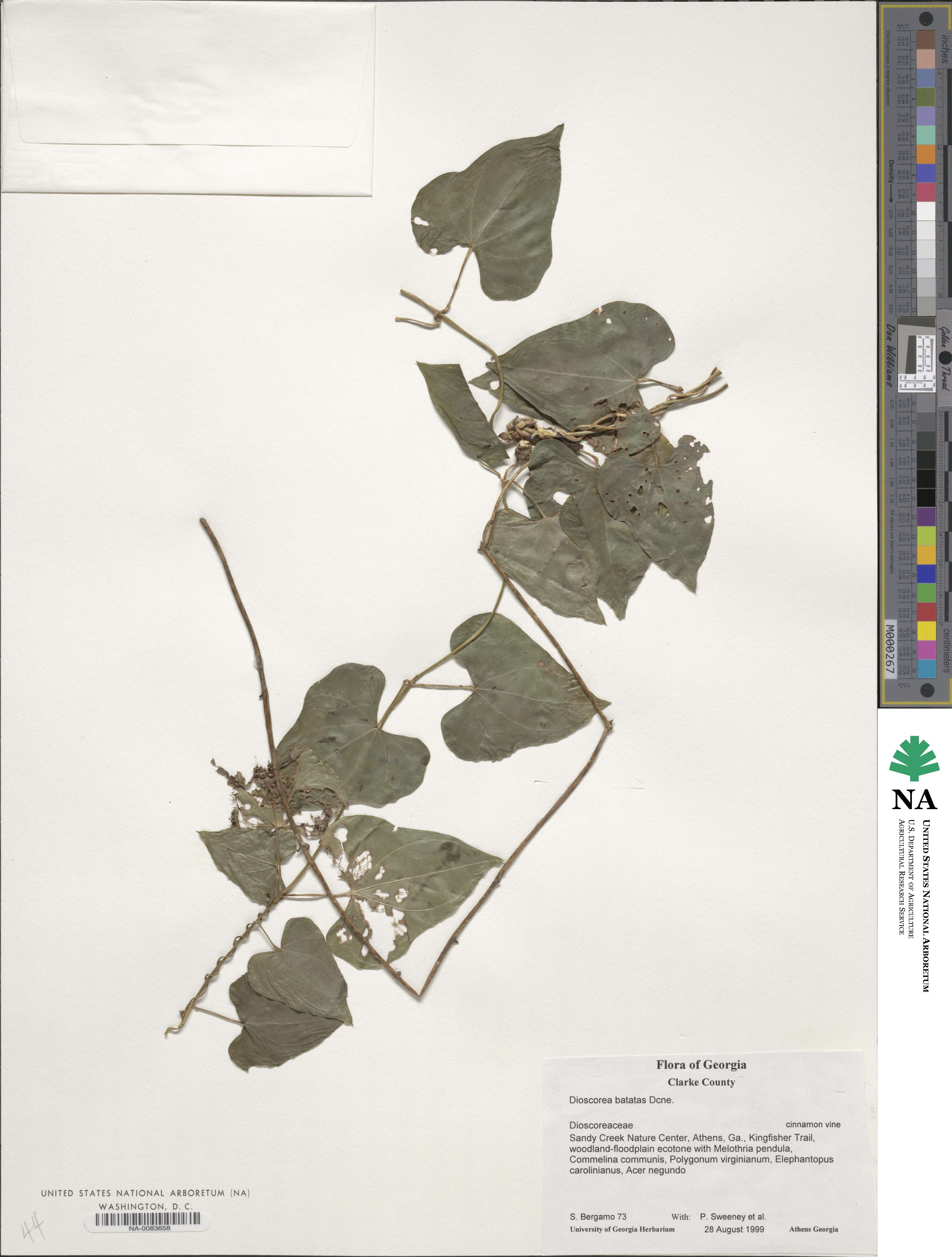 Dioscoreaceae image
