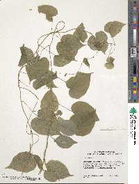 Dioscorea villosa image