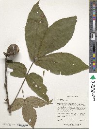 Carya ovata image