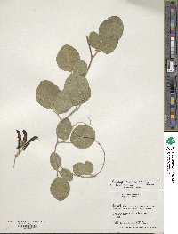 Dioscorea polystachya image