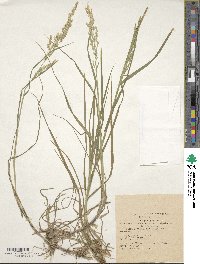 Poa trivialis image