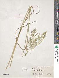 Poa trivialis image