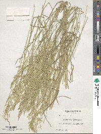 Poa trivialis image