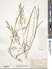 Poa trivialis image