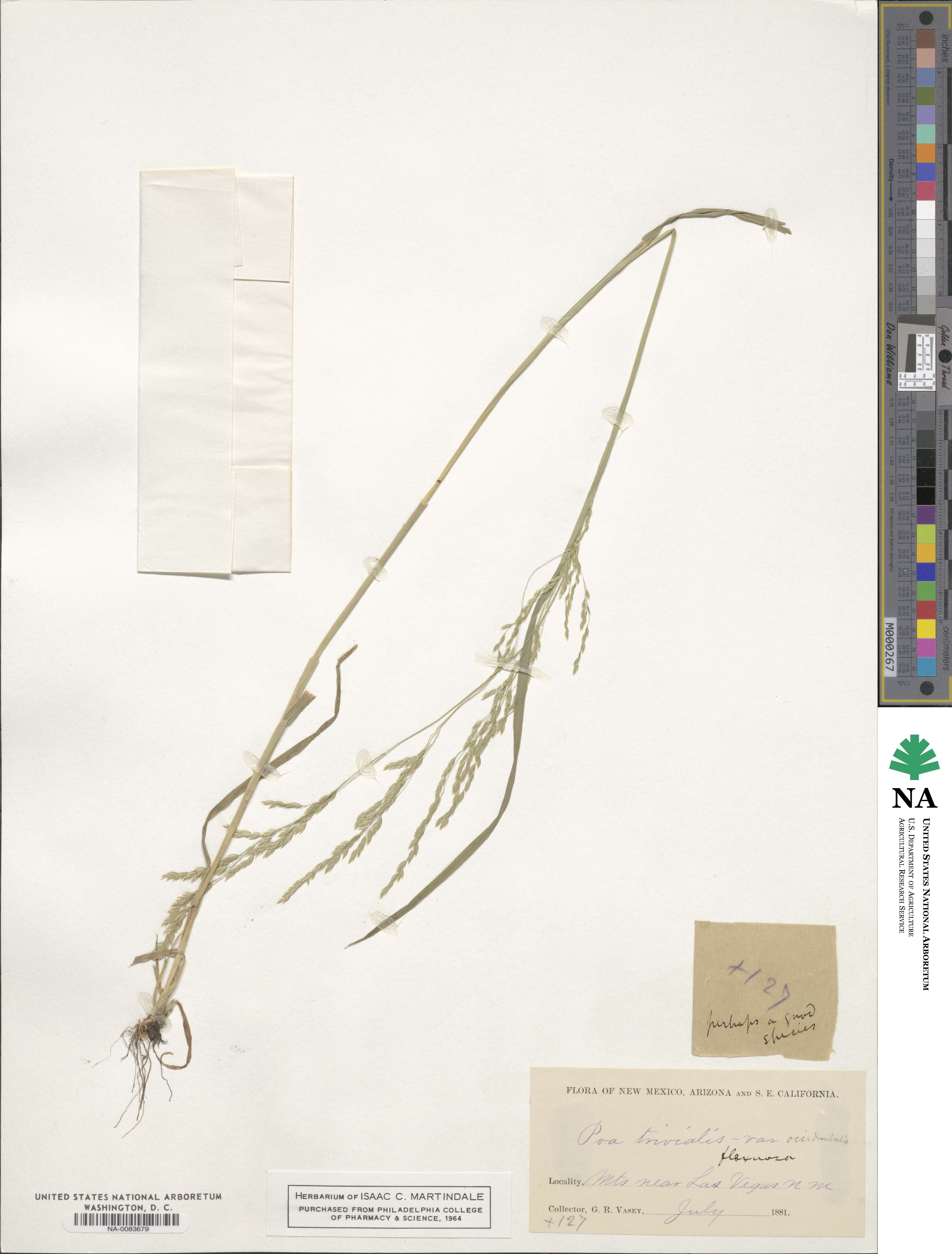 Poa occidentalis image