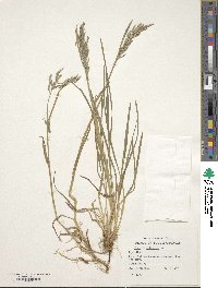 Poa trivialis image