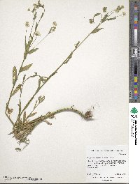 Erigeron strigosus image