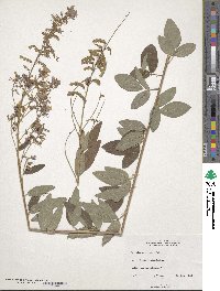 Image of Desmodium canadense