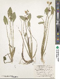 Sagittaria cuneata image