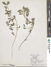 Image of Trigonella foenum-graecum