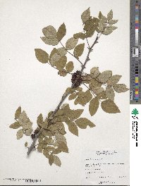 Zanthoxylum americanum image