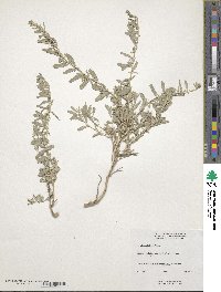 Atriplex gardneri image