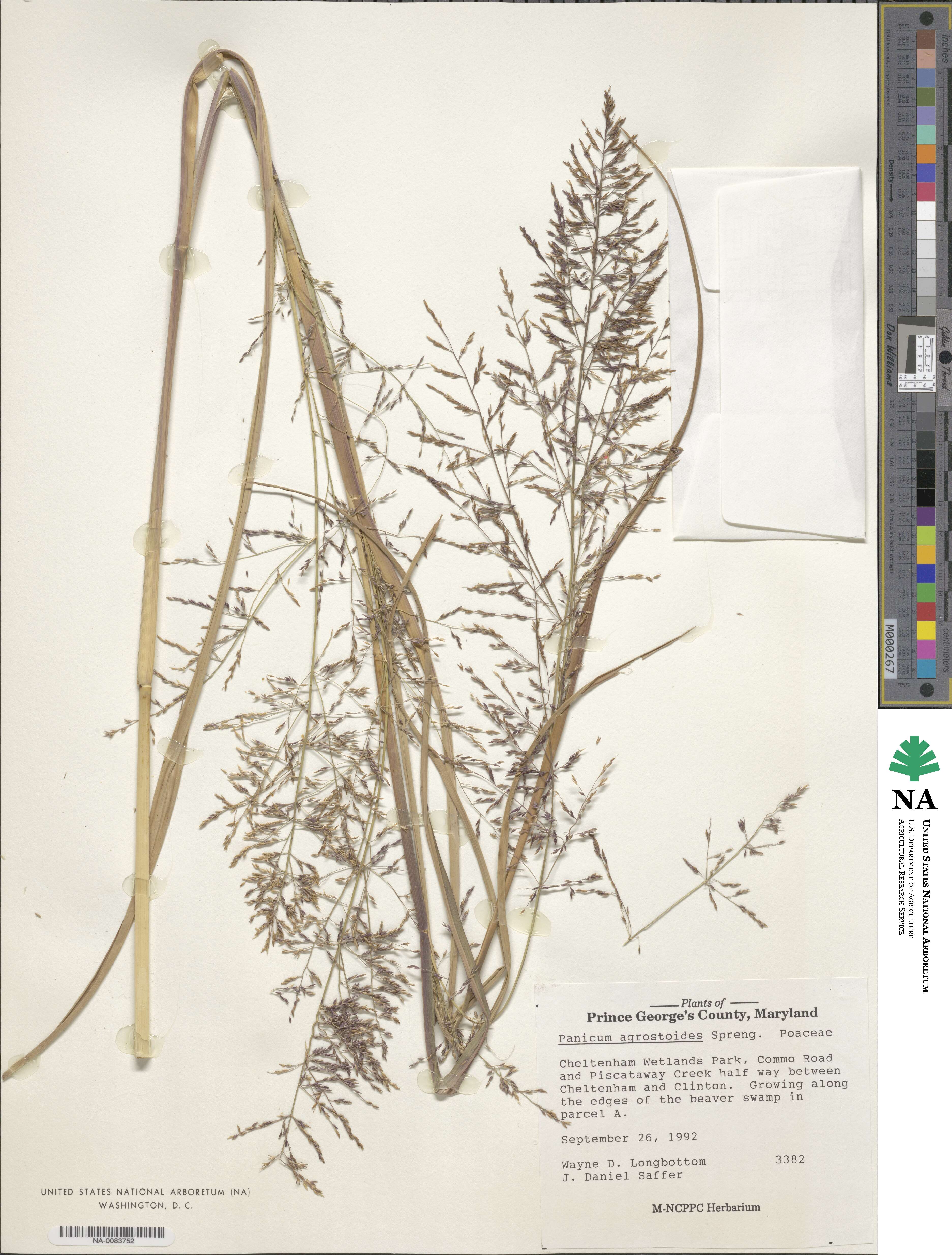 Coleataenia rigidula image