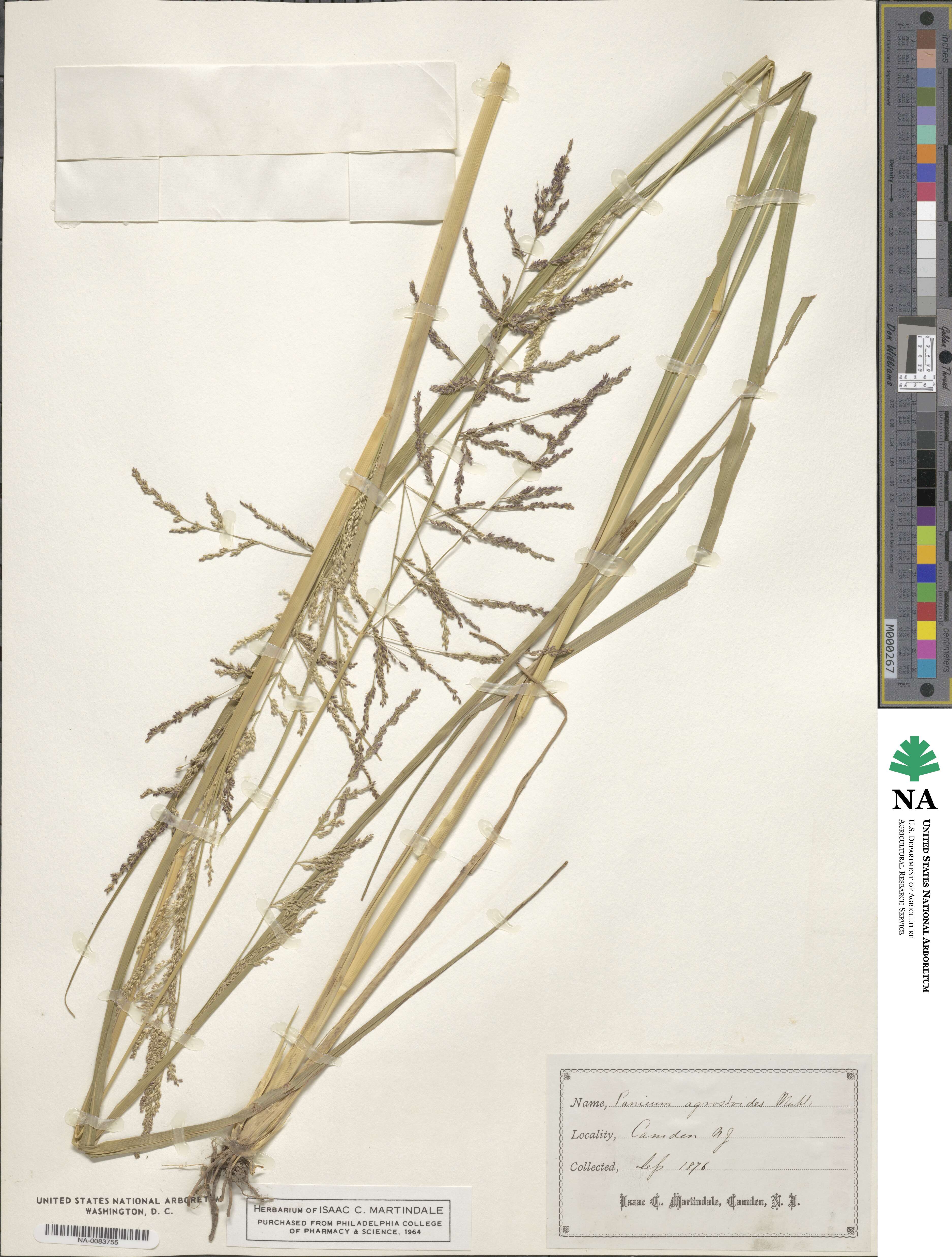 Coleataenia rigidula image