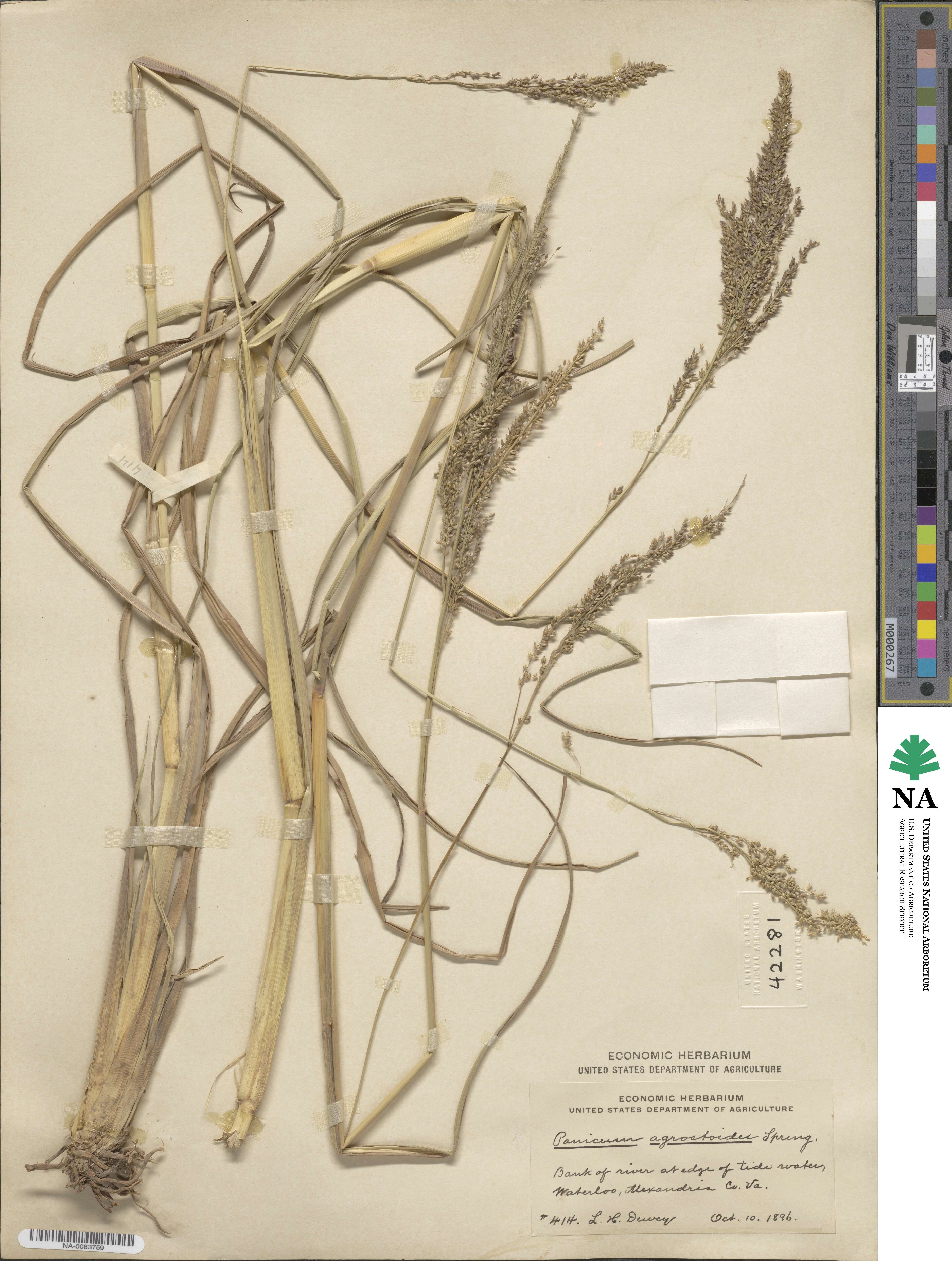 Coleataenia rigidula image