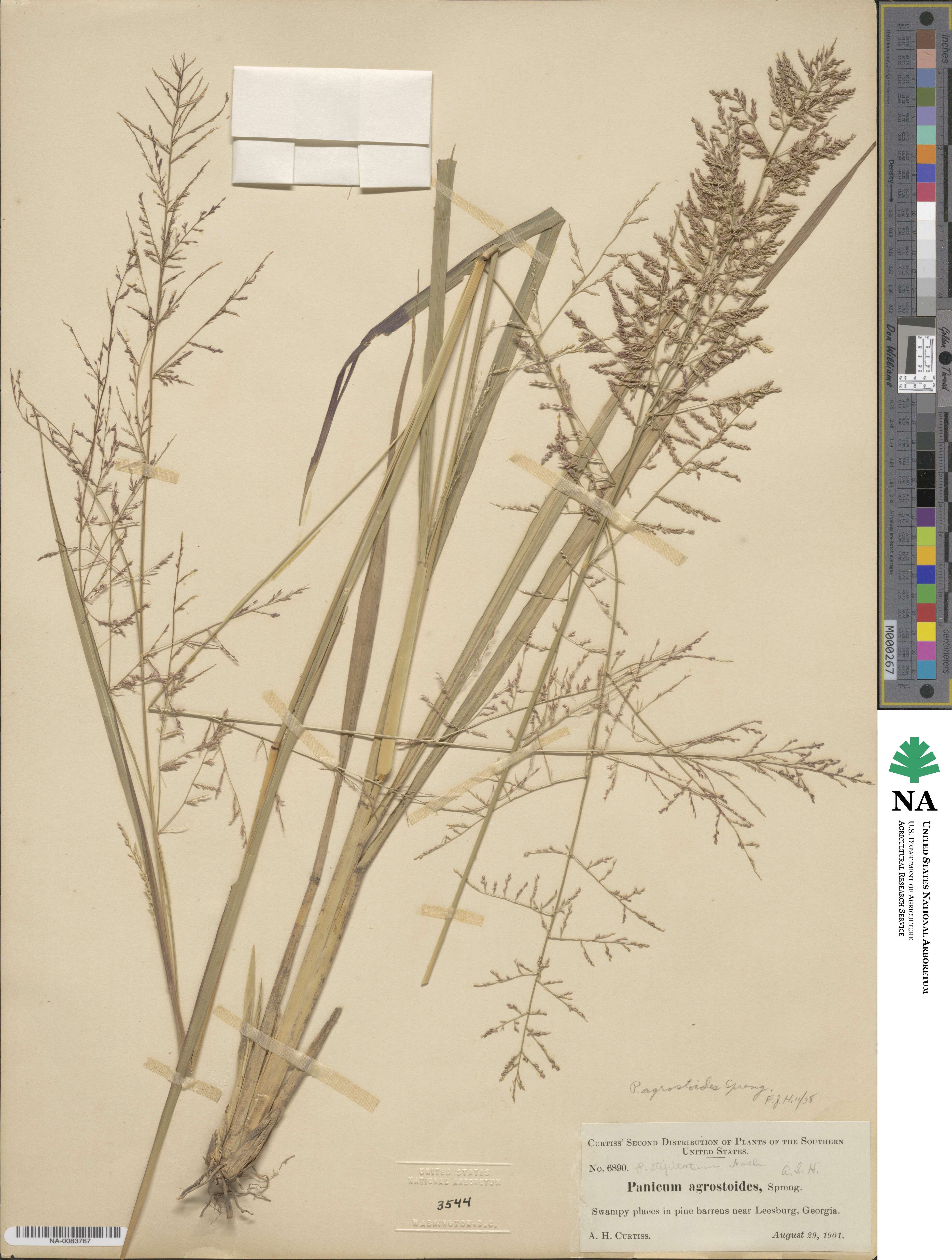 Coleataenia rigidula image