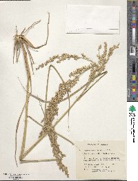 Panicum amarum image