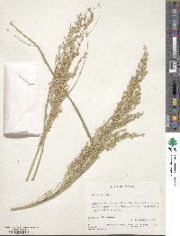 Panicum amarum image