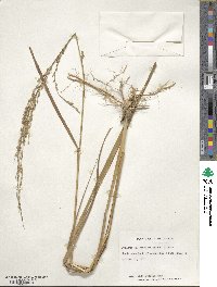 Panicum amarum image