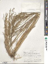 Panicum amarum image