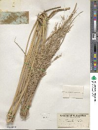 Panicum amarum image