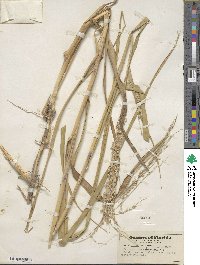 Panicum amarum image