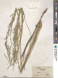 Panicum amarum image