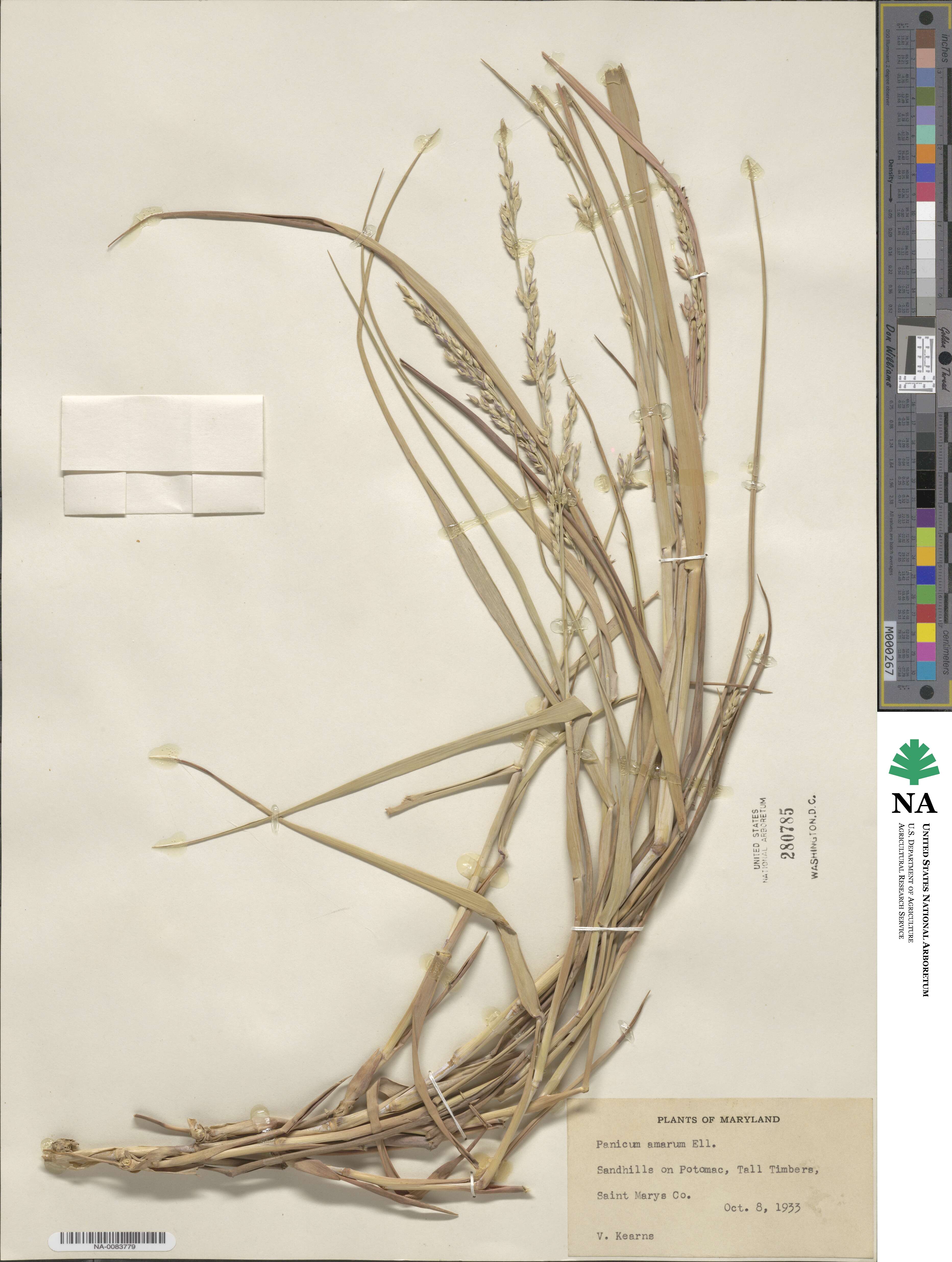 Panicum amarum var. amarum image