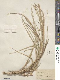 Panicum amarum image