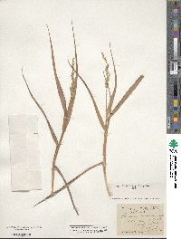 Panicum amarum image