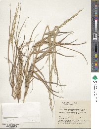 Panicum amarum var. amarum image