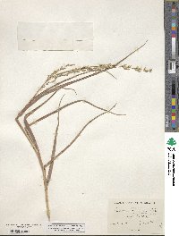 Panicum amarum image