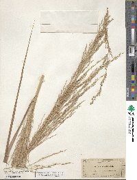 Panicum amarum var. amarum image